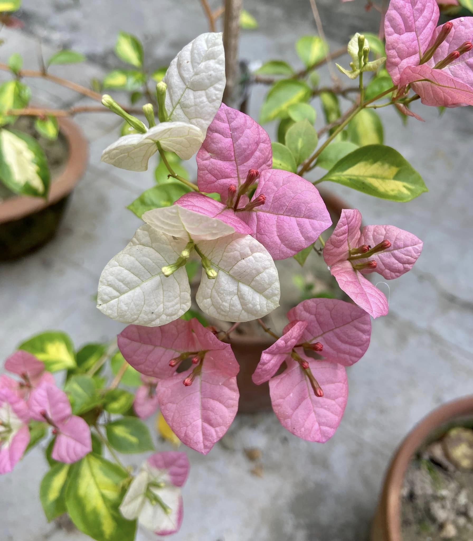 Thimma Peach Bougainvillea — photo 2