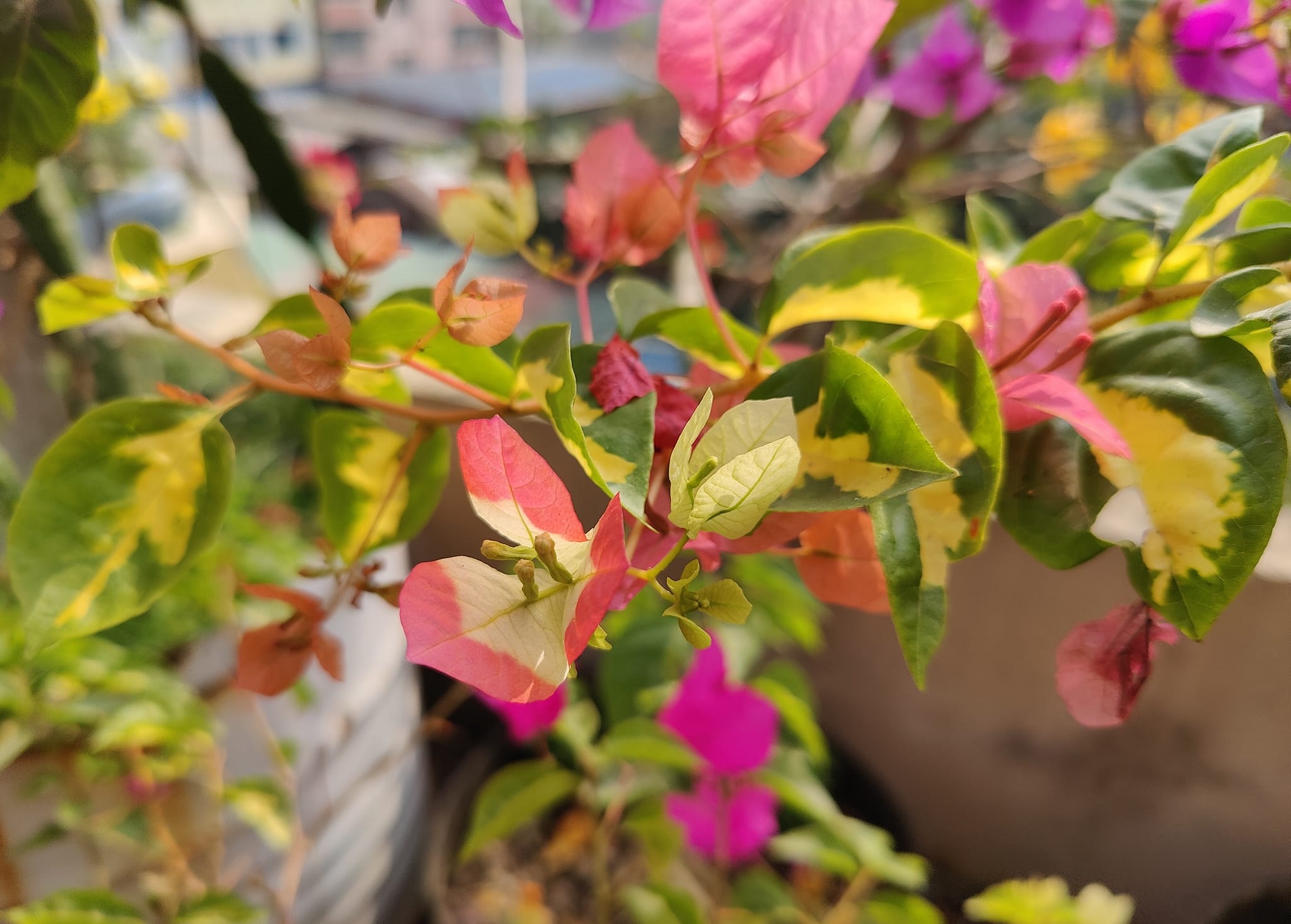 Thimma Peach Bougainvillea — photo 3