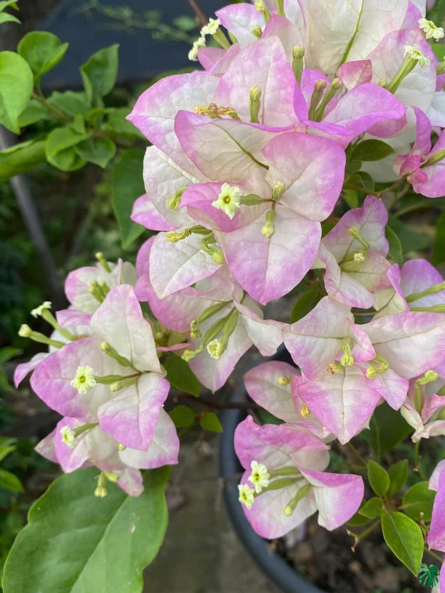 Begum Sikander Bougainvillea