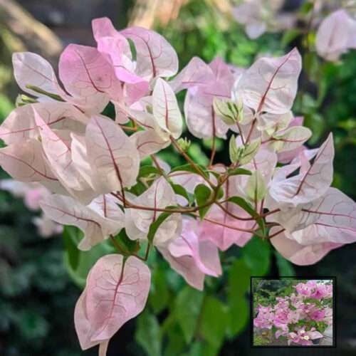 Begum Sikander Bougainvillea — photo 2