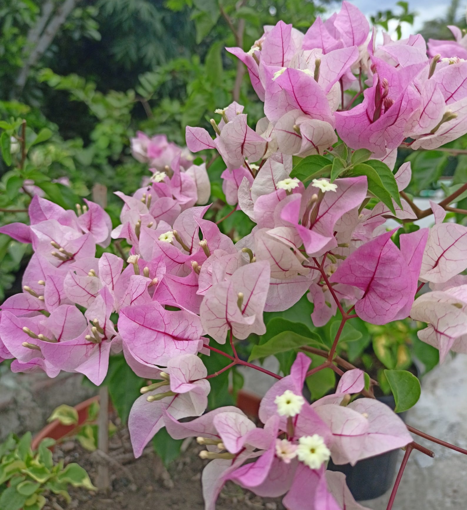 Begum Sikander Bougainvillea — photo 3