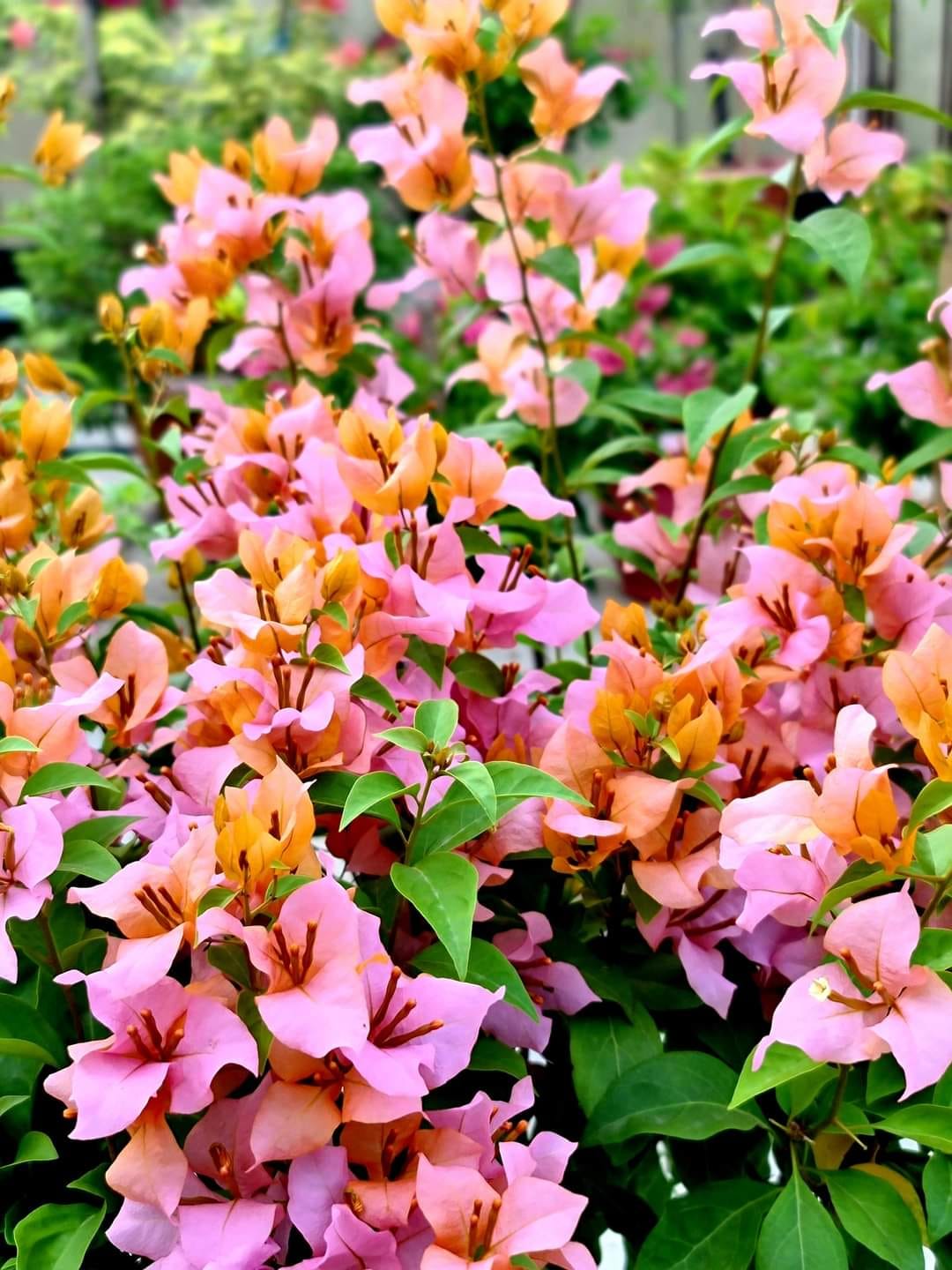 Hugh Evan Bougainvillea
