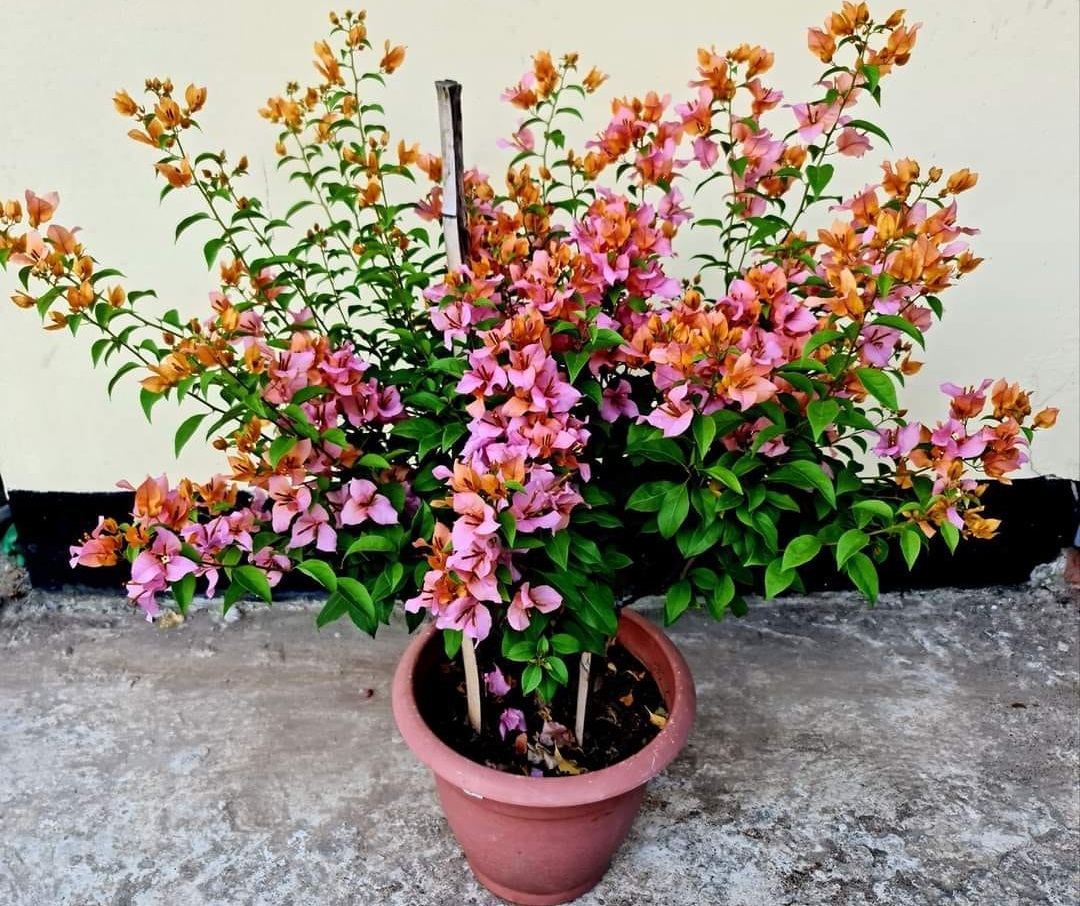 Hugh Evan Bougainvillea — photo 2