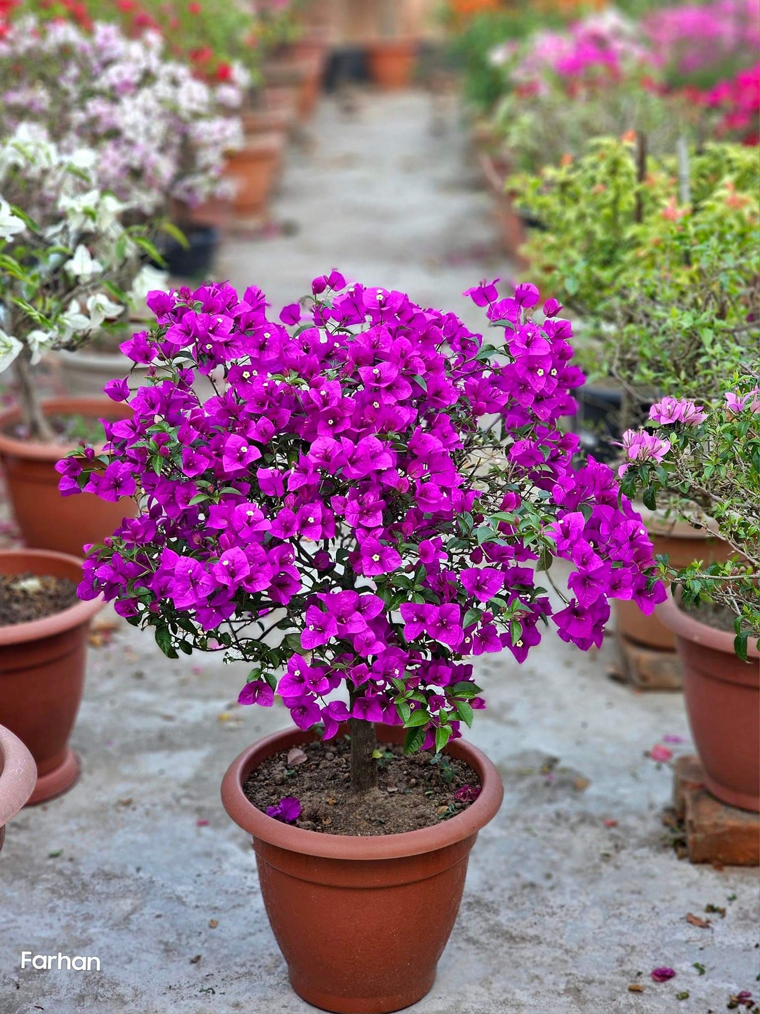 Refulgence Bougainvillea