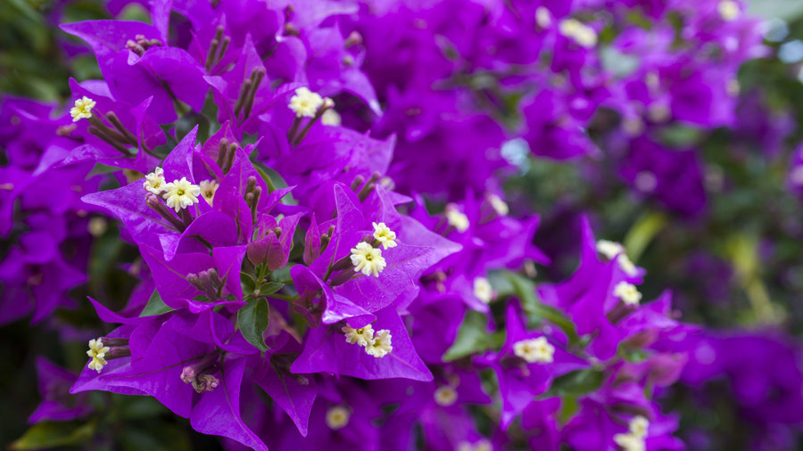 Refulgence Bougainvillea — photo 2