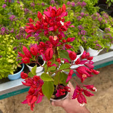 Chinese Sleeping Beauty Bougainvillea