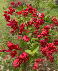 Chinese Sleeping Beauty Bougainvillea — photo 2