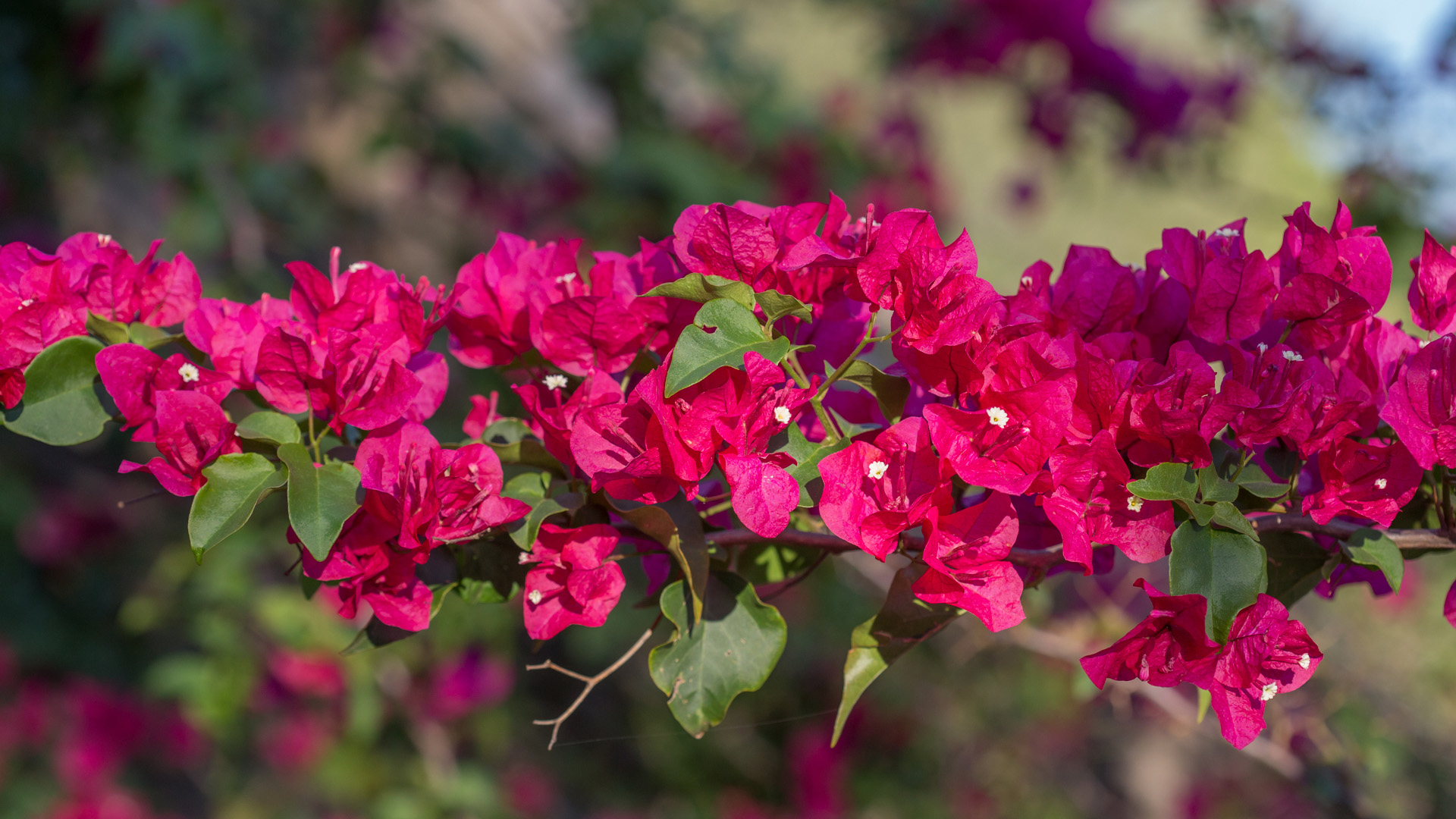 Egg Bougain Bougainvillea