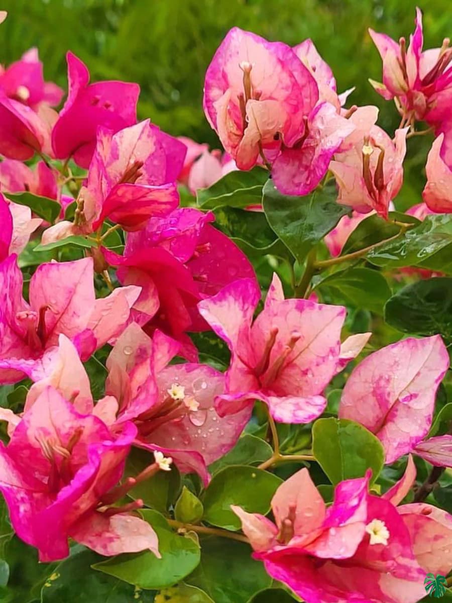 Red September Bougainvillea — photo 2