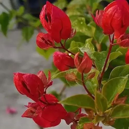 Old Rose Tanglong Bougainvillea