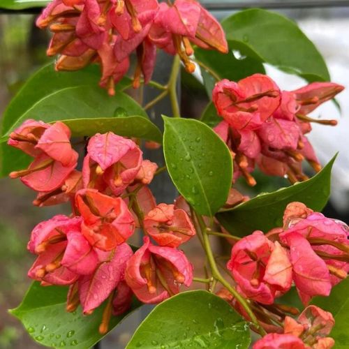 Old Rose Tanglong Bougainvillea — photo 2