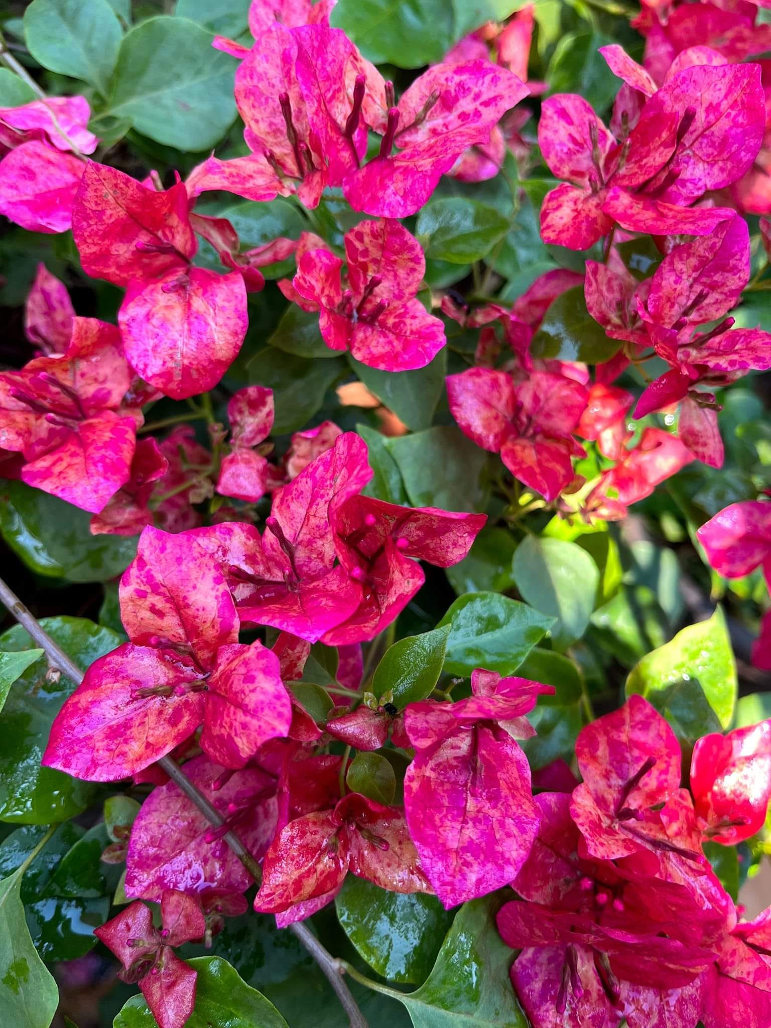 Kristina Bougainvillea