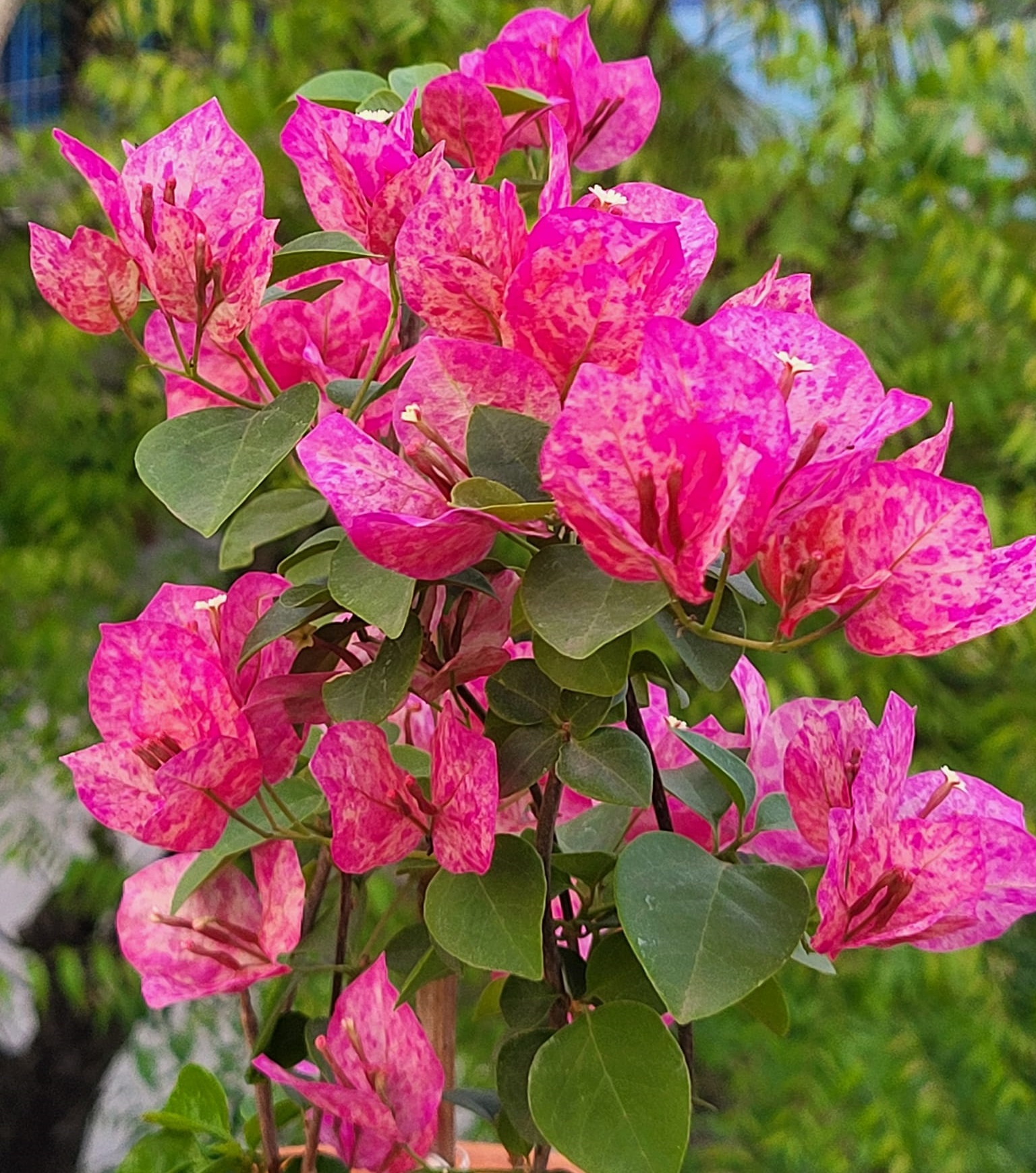 Kristina Bougainvillea — photo 2