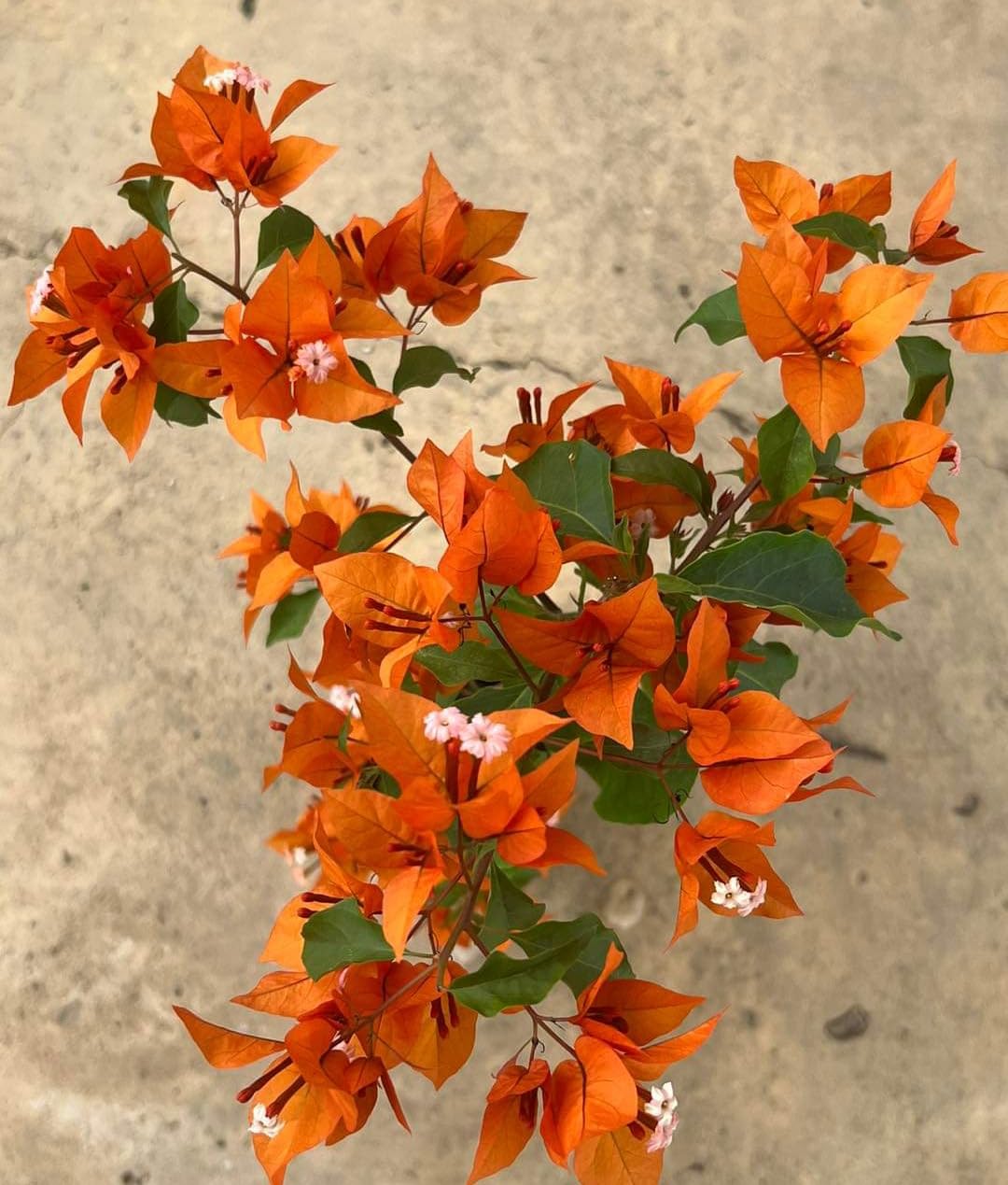 Fire Opal bougainvillea