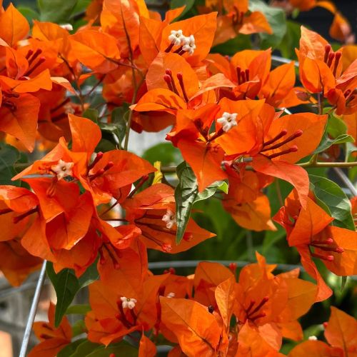 Fire Opal bougainvillea — photo 2