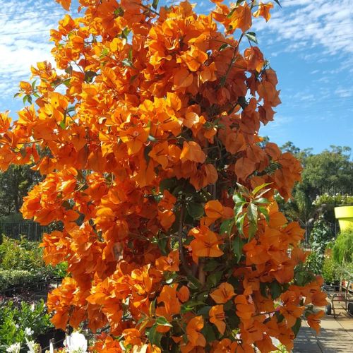 Fire Opal bougainvillea — photo 3