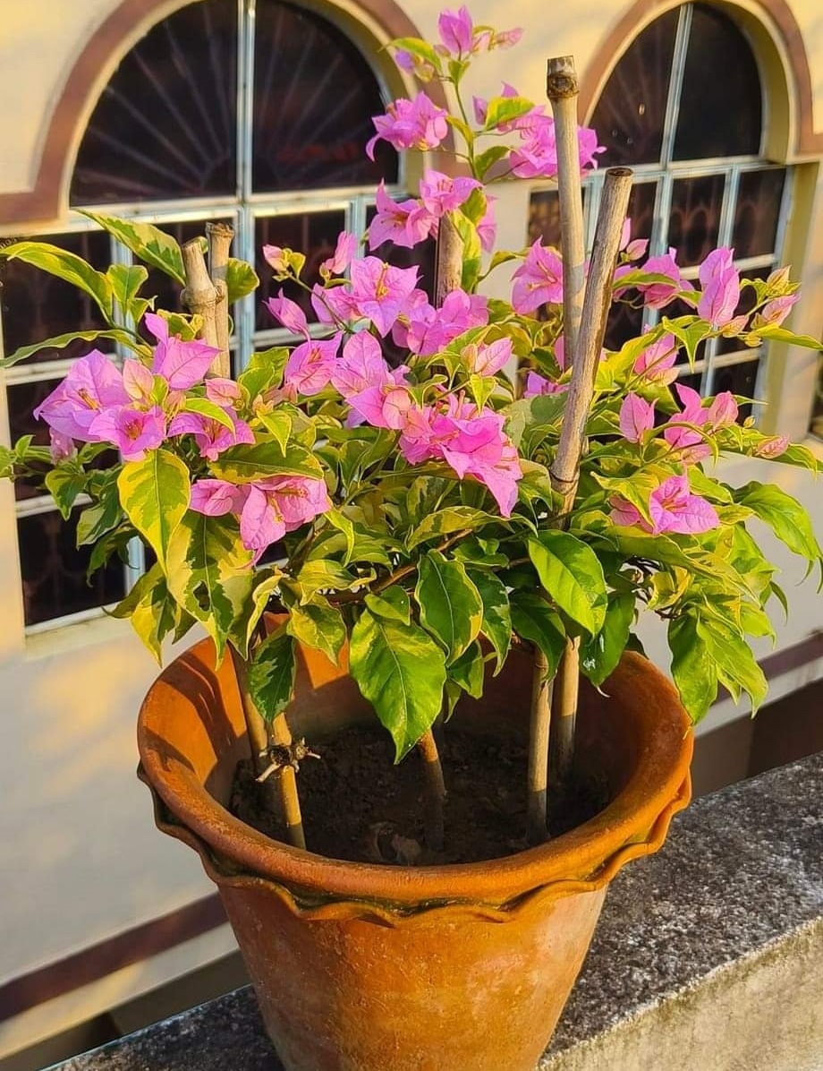 Golden Jackpot Bougainvillea
