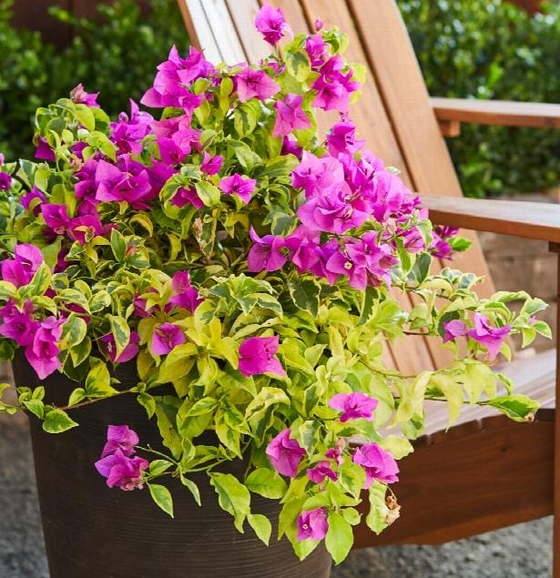 Golden Jackpot Bougainvillea — photo 2