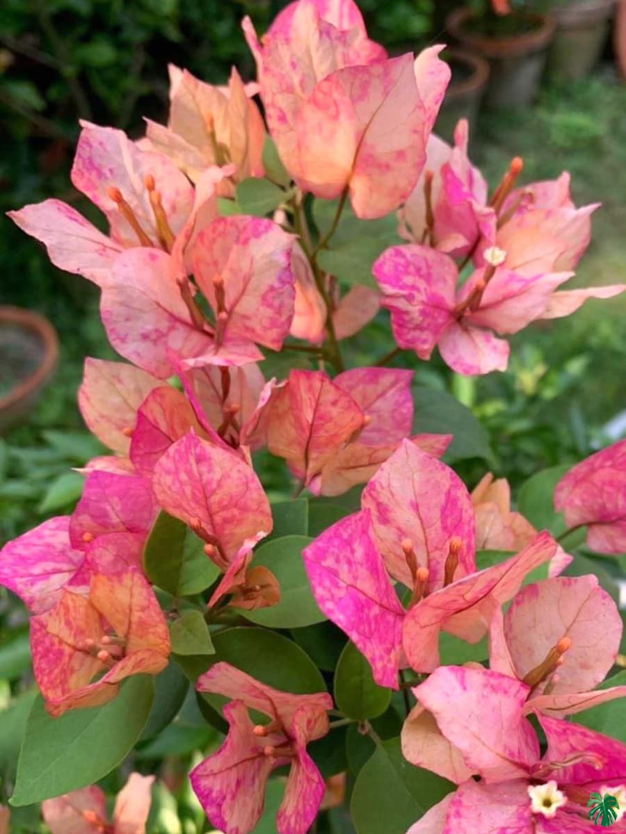 Arjuna bougainvillea