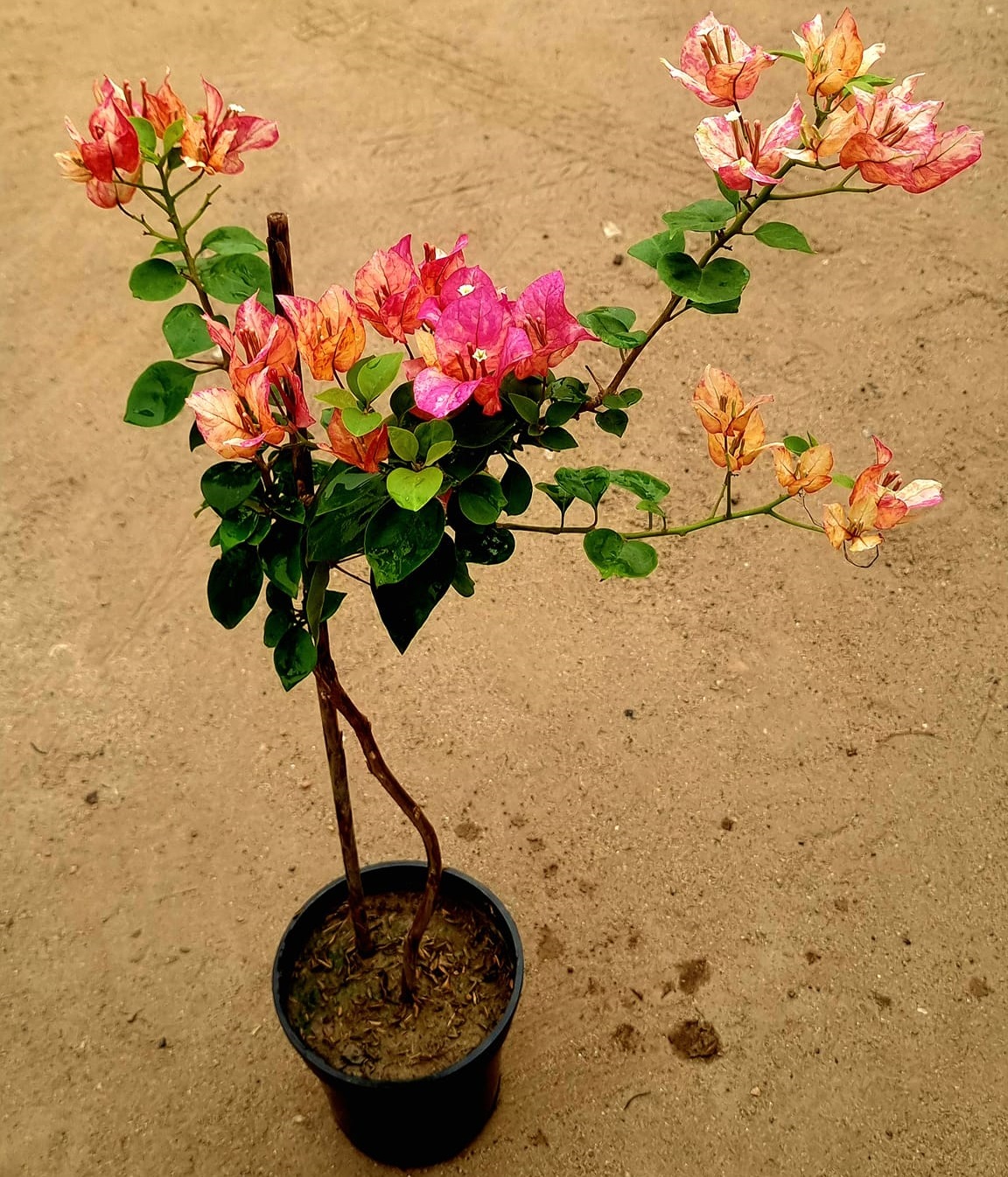 Arjuna bougainvillea — photo 2