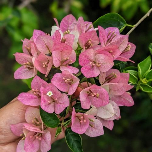 Lady Bard Bougainvillea