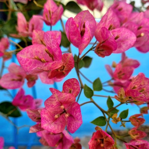 Lady Bard Bougainvillea — photo 2