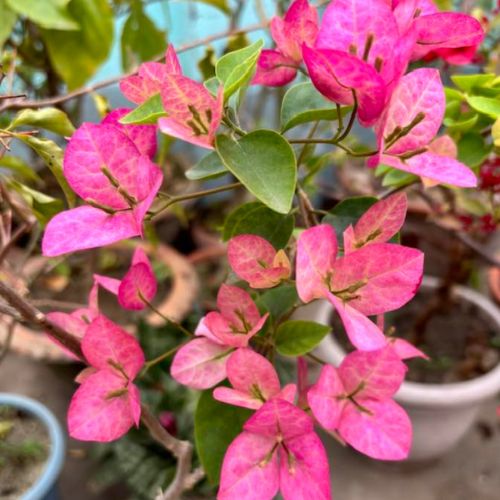 Lady Bard Bougainvillea — photo 3