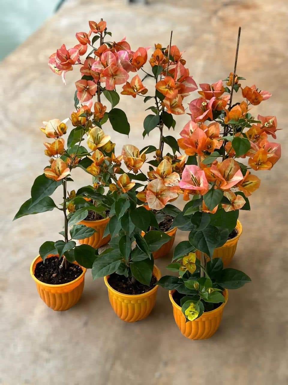 Golden Marble Bougainvillea