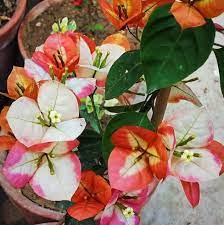 Golden Marble Bougainvillea — photo 2