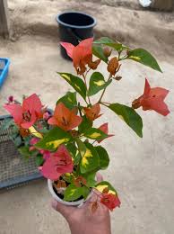 Red Thimma Bougainvillea