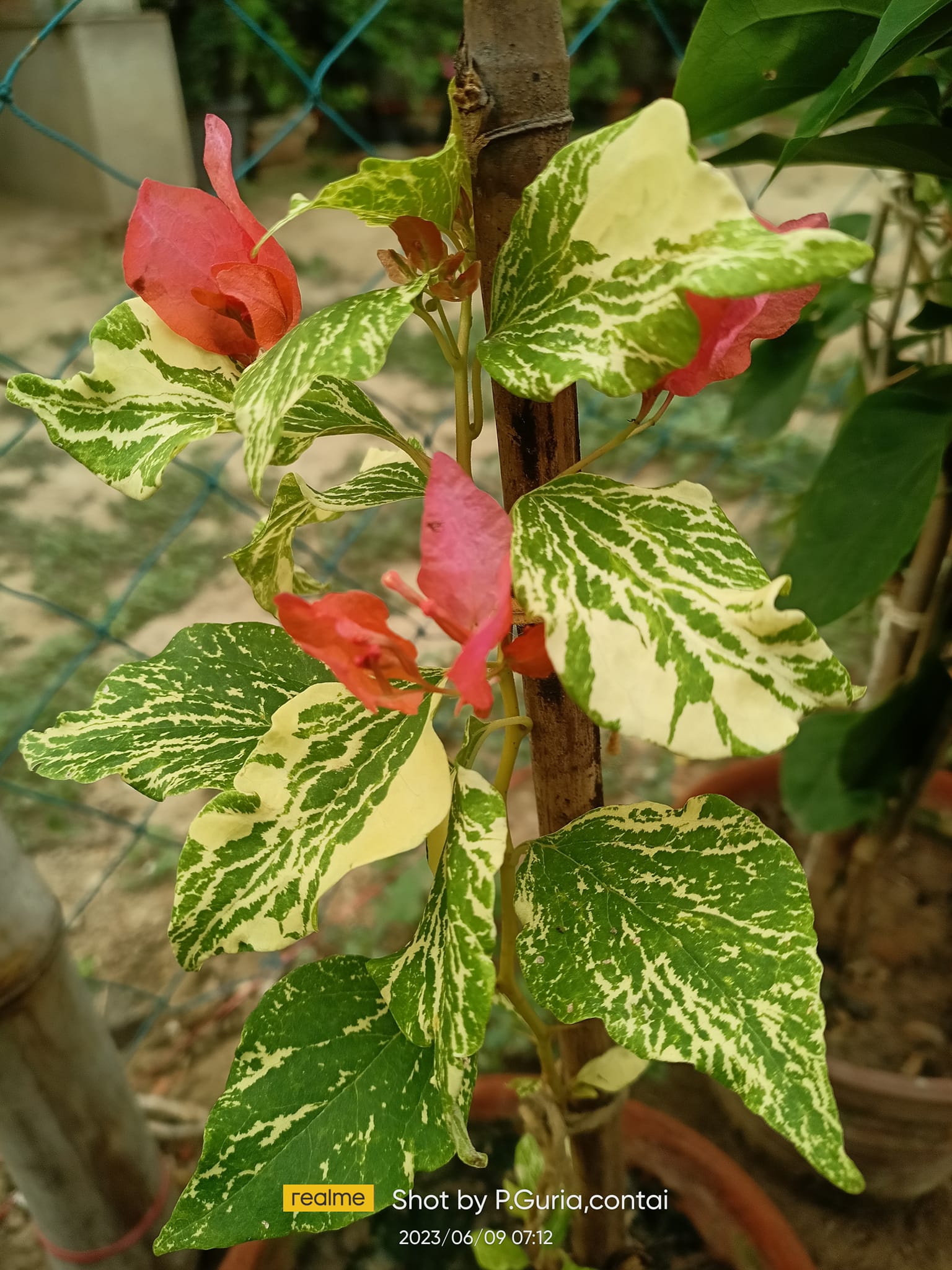 Orange Marble bougainvillea