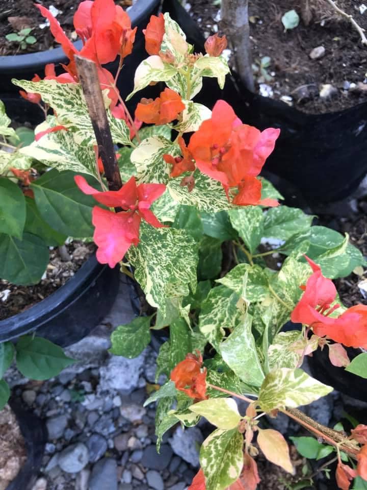 Orange Marble bougainvillea — photo 2