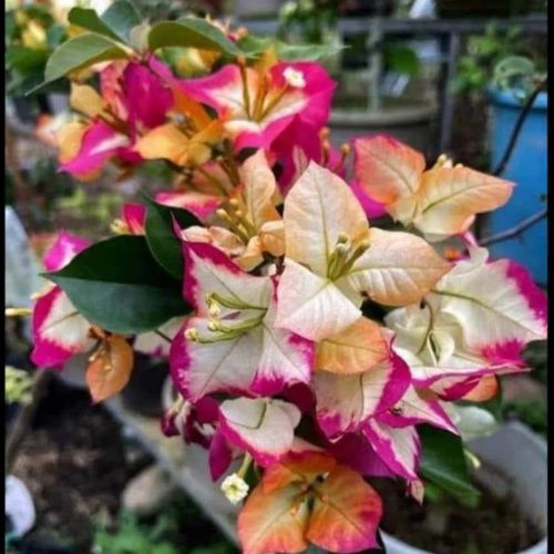 Sufia Indian Bougainvillea Flower
