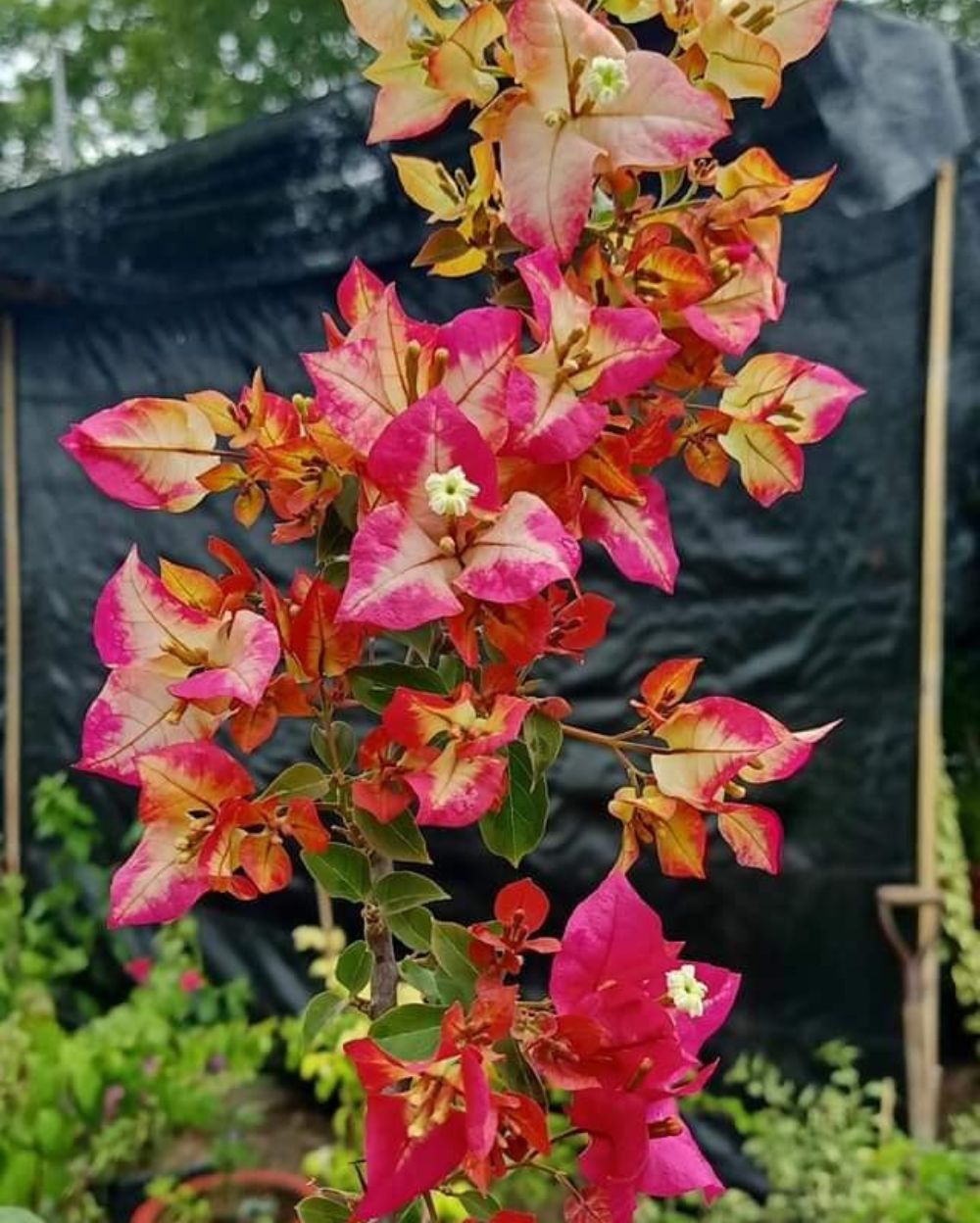 Sufia Indian Bougainvillea Flower — photo 2