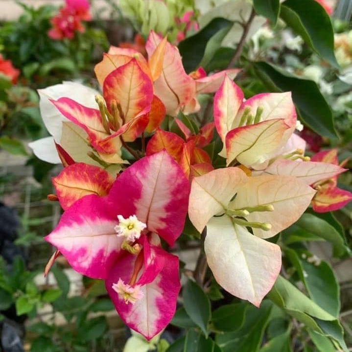 Sufia Indian Bougainvillea Flower — photo 3