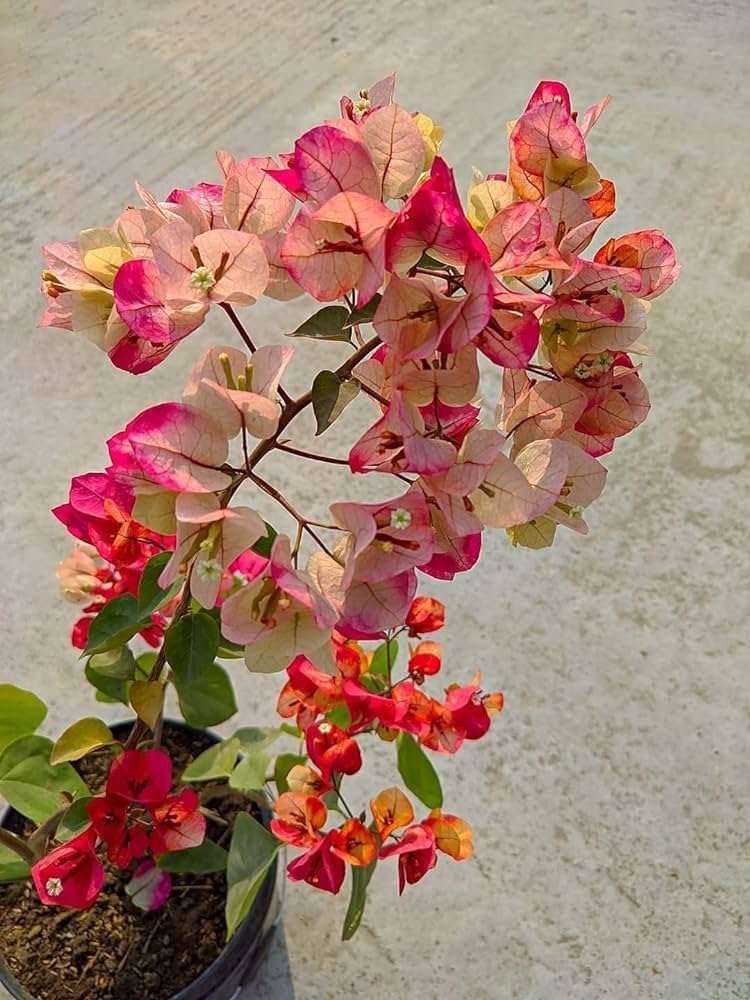Chitra Bhatik bougainvillea