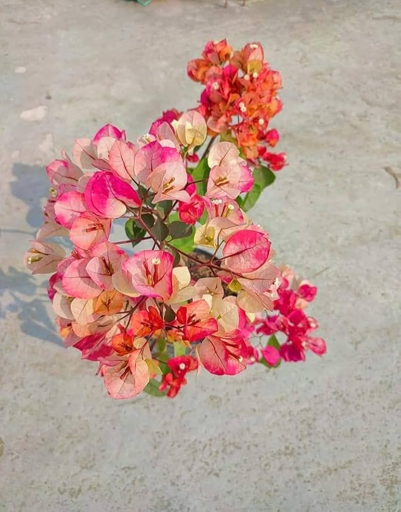 Chitra Bhatik bougainvillea — photo 2