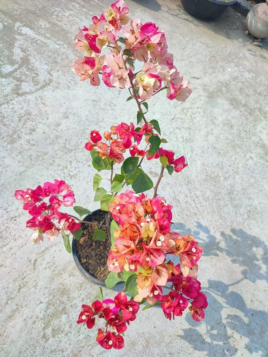 Chitra Bhatik bougainvillea — photo 3
