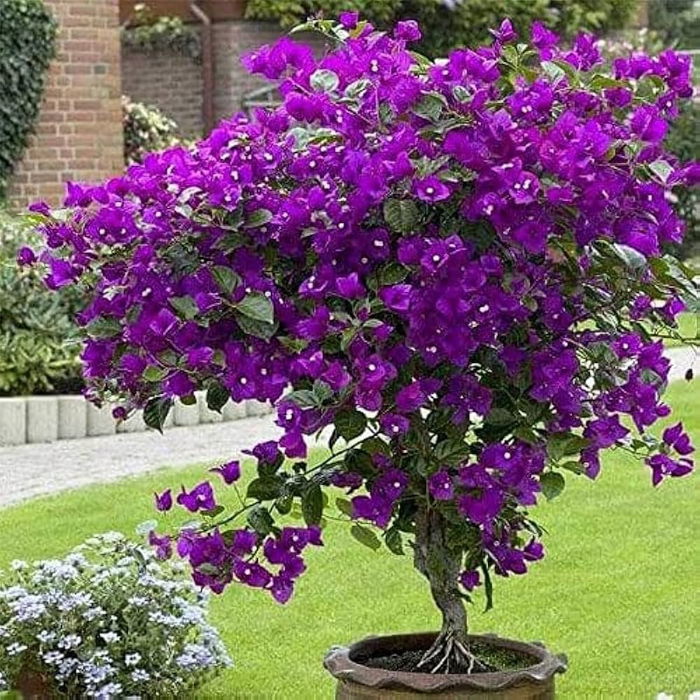 Purple dark Purple bougainvillea