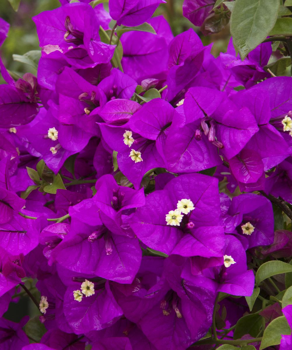 Purple dark Purple bougainvillea — photo 2