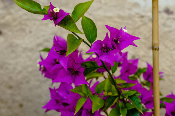 Purple dark Purple bougainvillea — photo 3