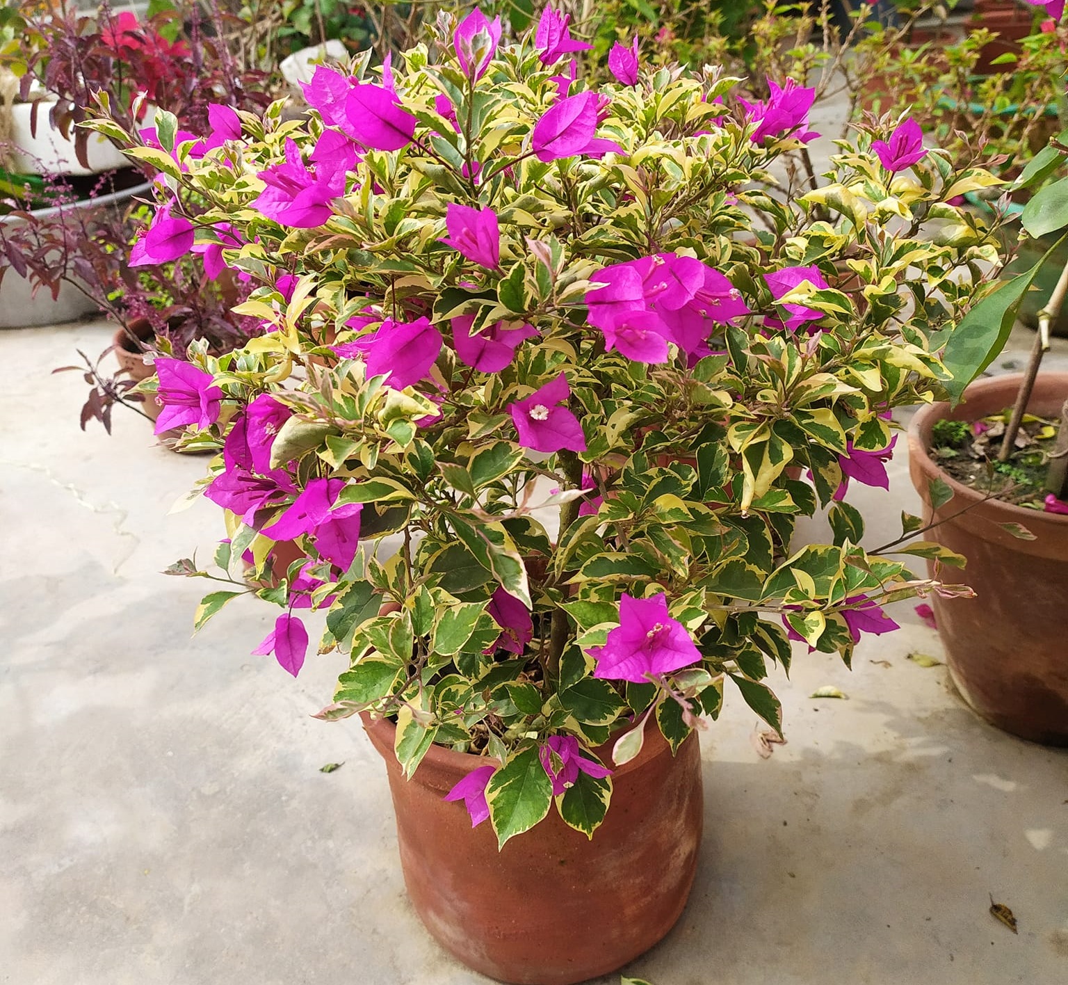 Chinese Blue Berry Bougainvillea