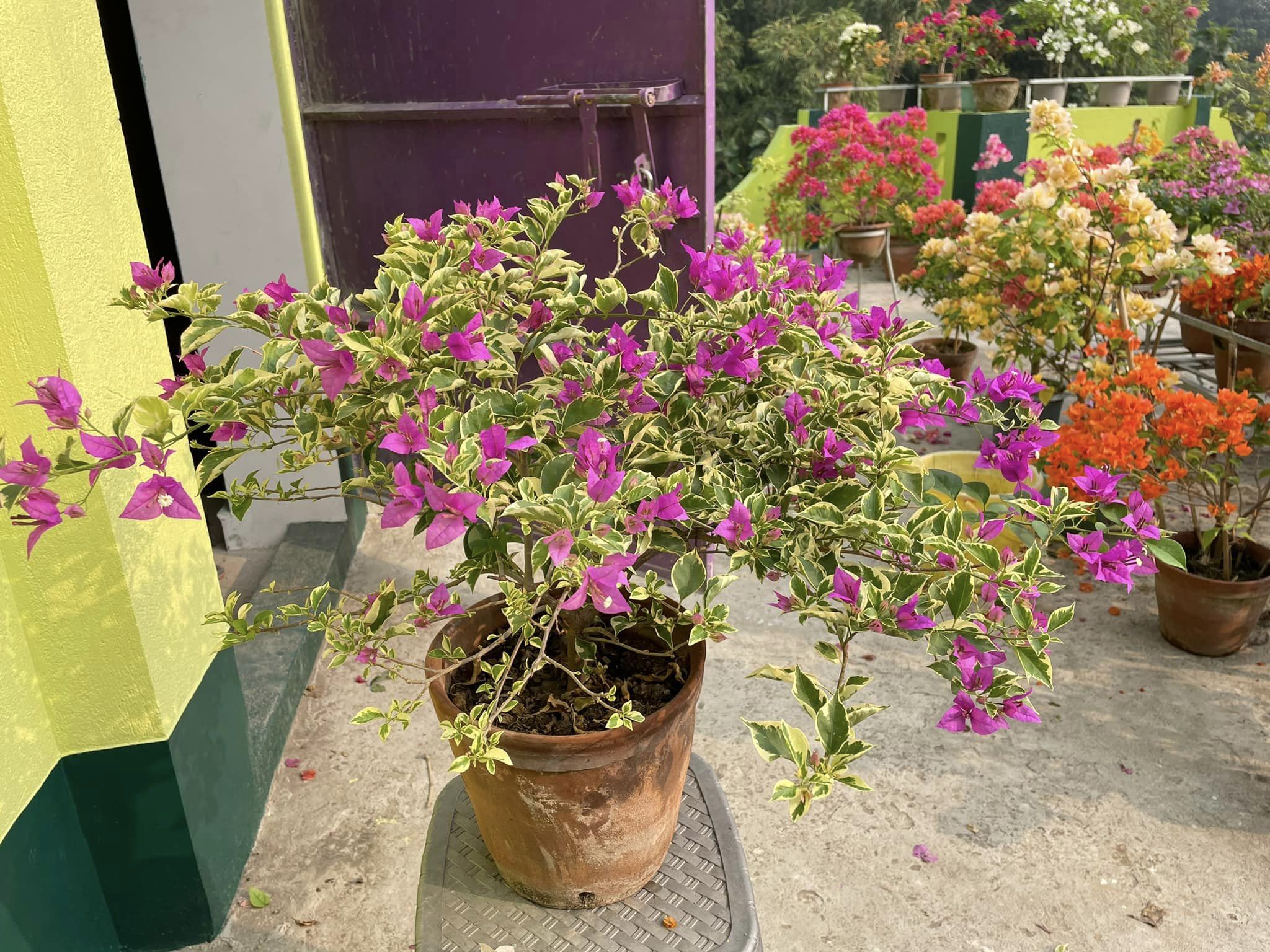 Chinese Blue Berry Bougainvillea — photo 2