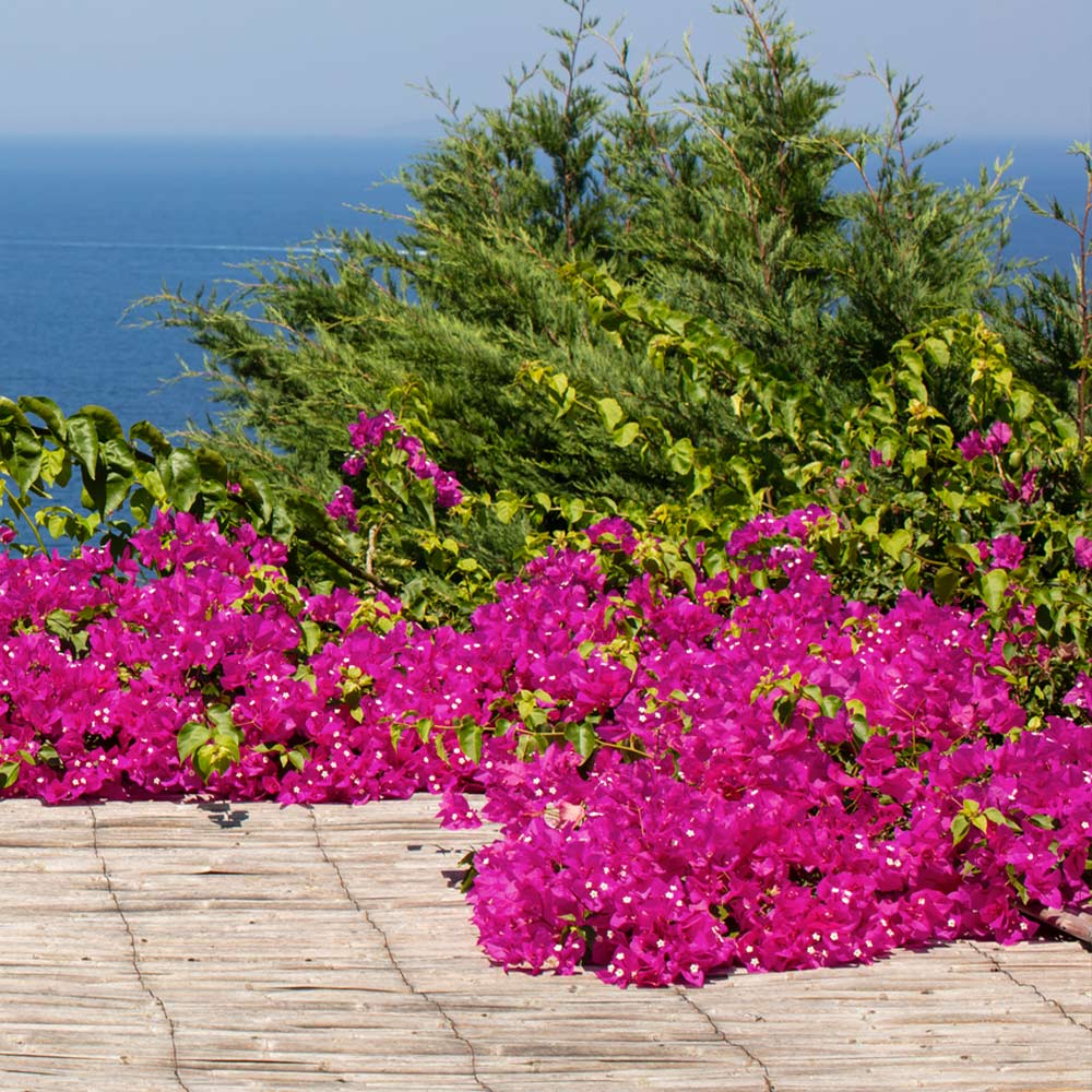 Chinese Pink Berry Bougainvillea