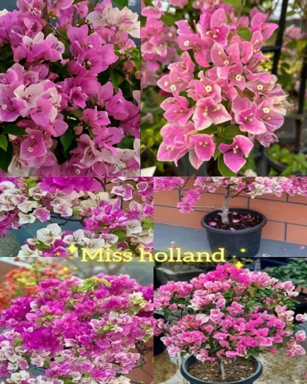 Spottted Miss Holand Bougainvillea