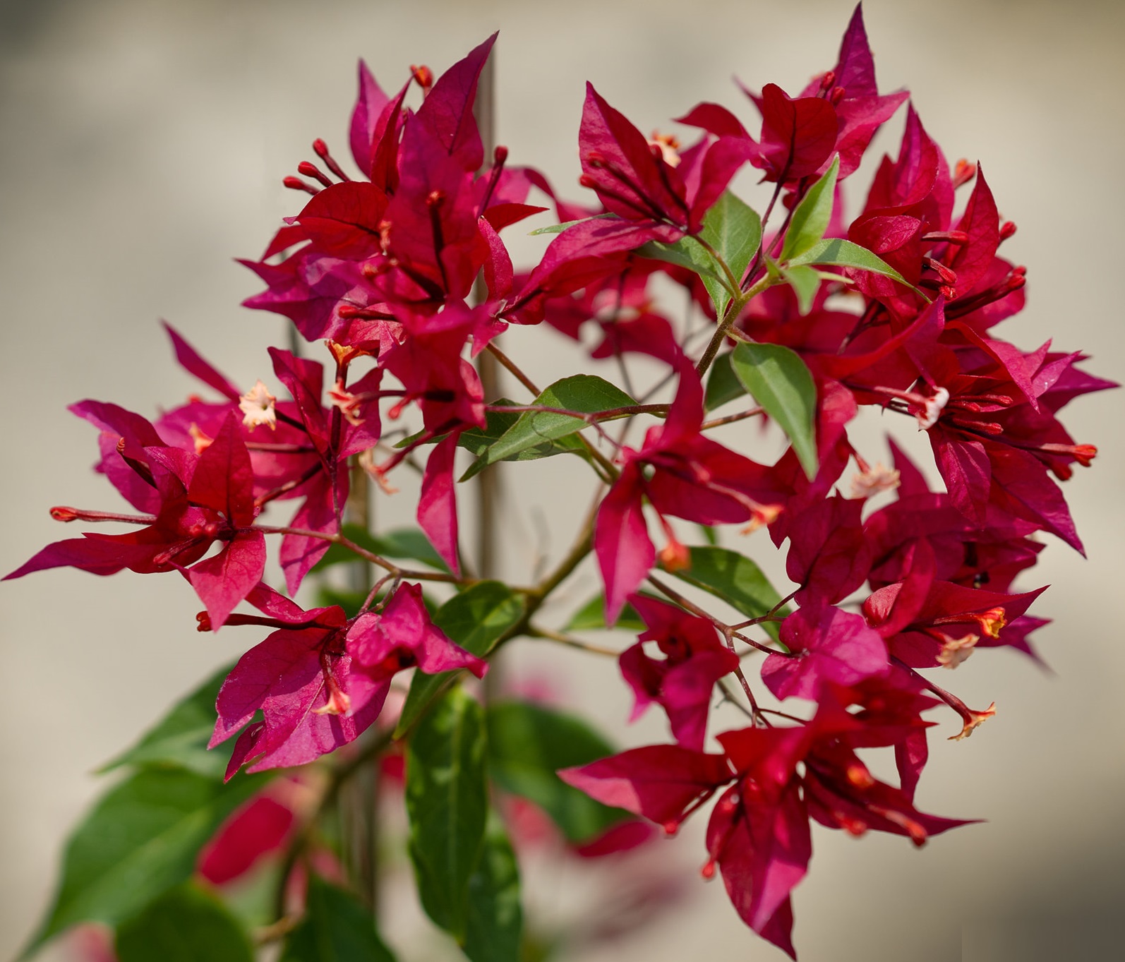 Rubi Red Bougainvillea