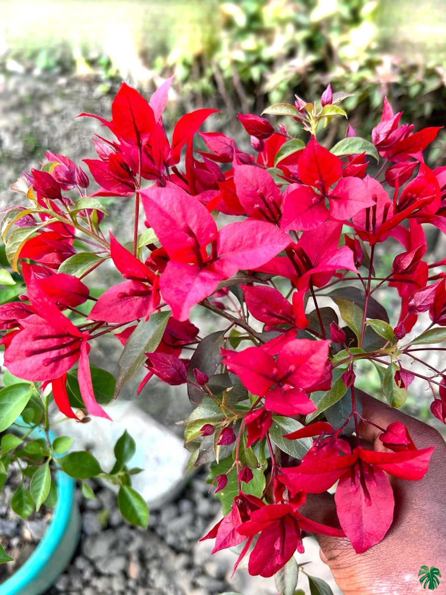 Rubi Red Bougainvillea — photo 2