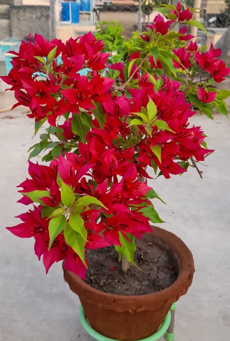 Rubi Red Bougainvillea — photo 3