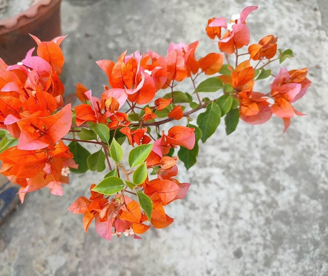 Chili Orange Bougainvillea Plant