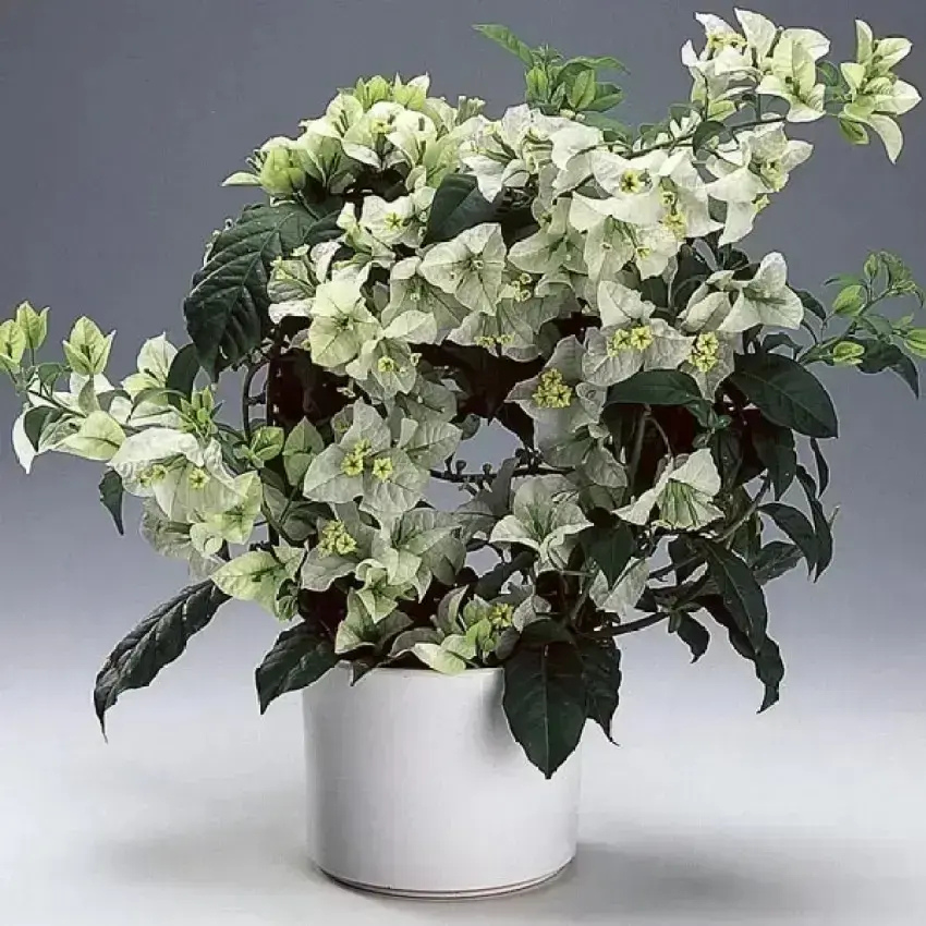 Snow White Bougainvillea